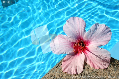 Image of Flower by Pool