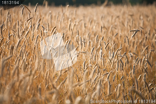 Image of wheat
