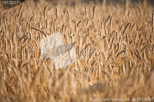 Image of wheat