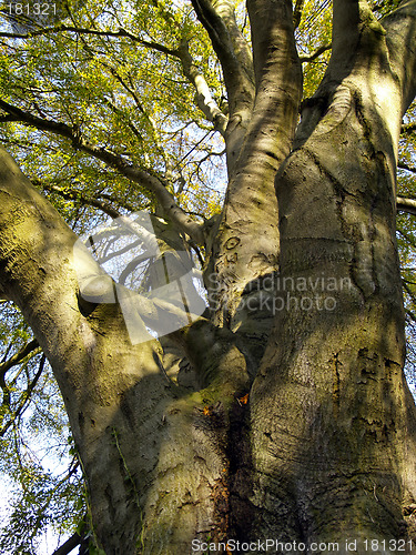 Image of autumnal tree