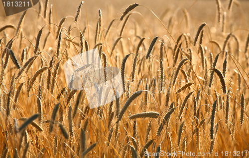 Image of wheat