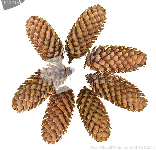 Image of Pinecone