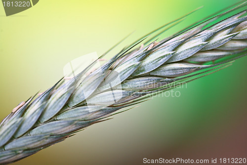 Image of wheat
