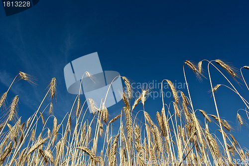 Image of wheat