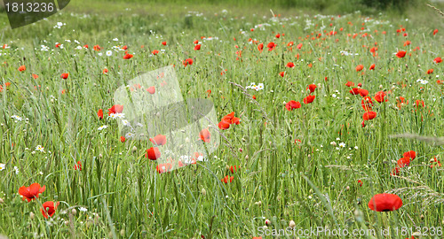 Image of flower field