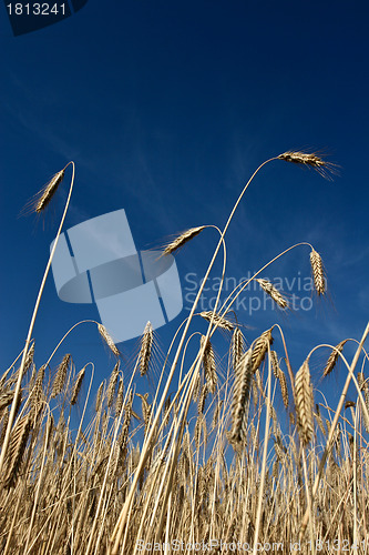 Image of wheat