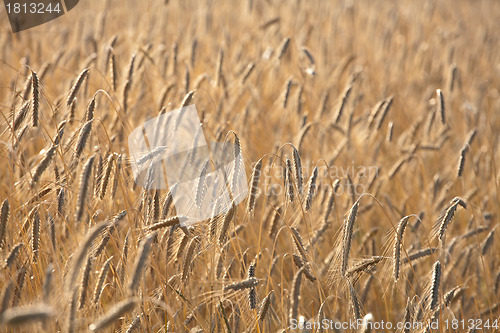 Image of wheat