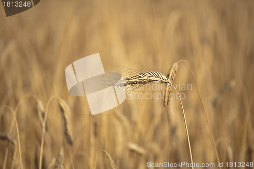 Image of wheat