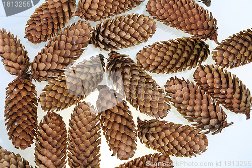 Image of Pinecone