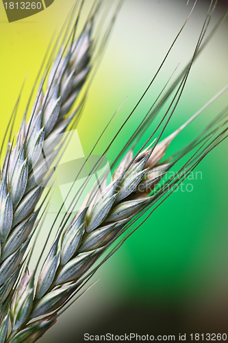Image of wheat