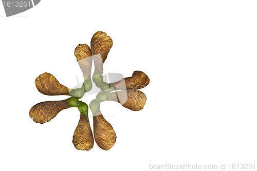 Image of Maple tree fruit