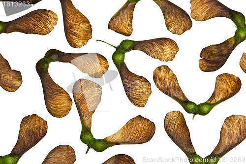 Image of Maple tree fruit