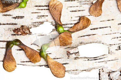 Image of Maple tree fruit