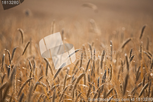 Image of wheat