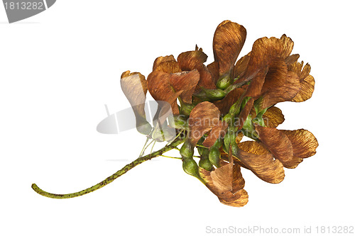 Image of Maple tree fruit