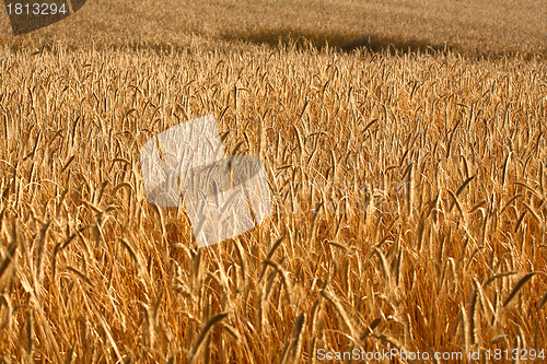 Image of wheat