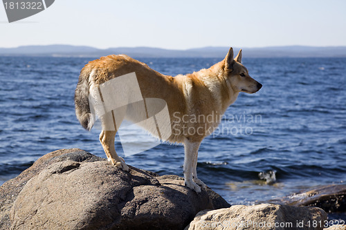 Image of Hunting dog on a rock by the sea