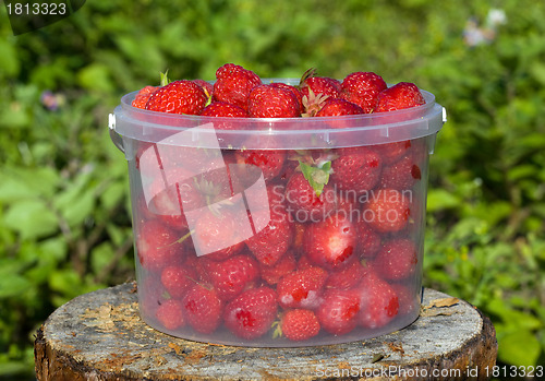 Image of Ripe strawberries in a transparent bucket