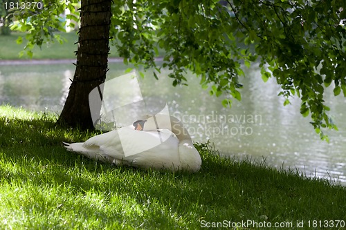 Image of Mute swan on grass under the tree