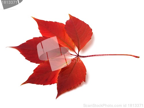 Image of Autumn virginia creeper leaf 