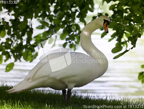 Image of Mute swan on glade under the tree.