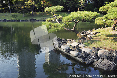 Image of japanese pine