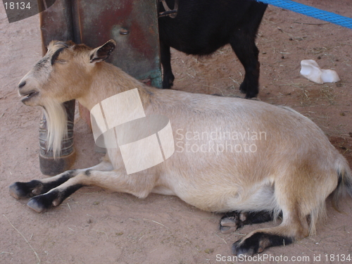 Image of Sleeping Goat