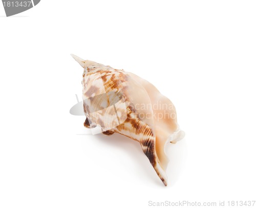 Image of Sea shell