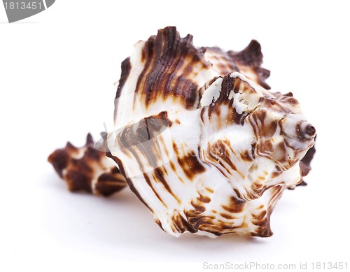 Image of Sea shell