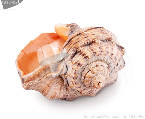 Image of Sea shell