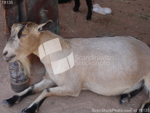 Image of Tired Goat