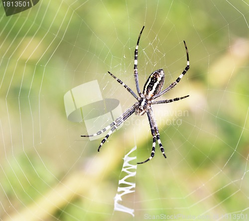 Image of Spider