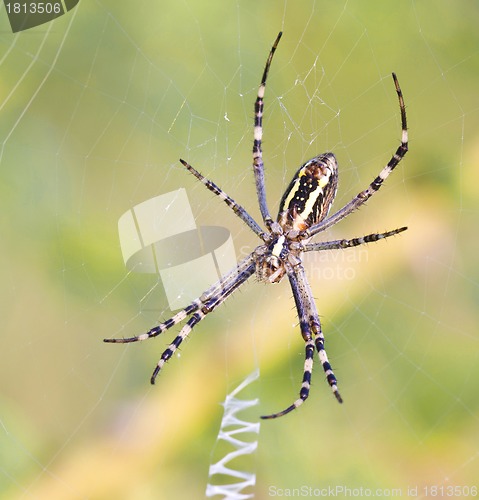 Image of Spider