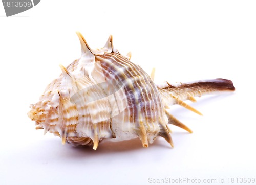 Image of Sea shell