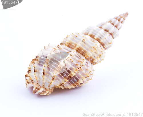 Image of Sea shell