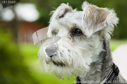 Image of Dog outdoors