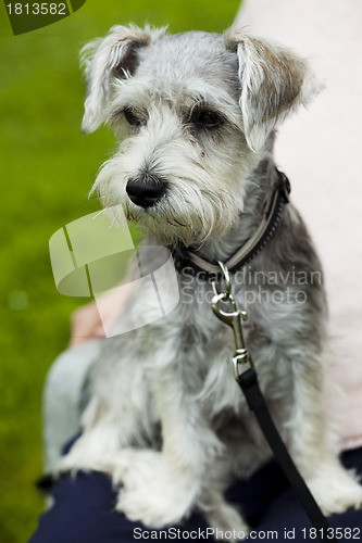 Image of Dog outdoors