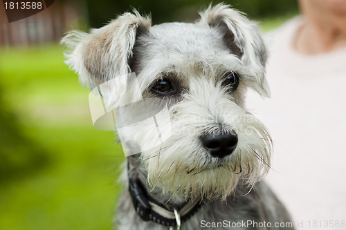 Image of Dog outdoors