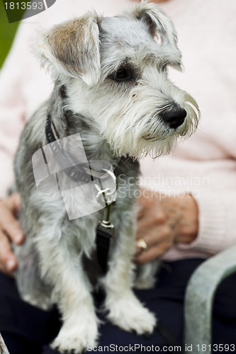 Image of Dog outdoors