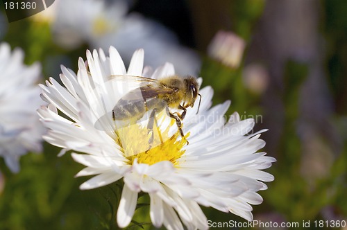 Image of Bee
