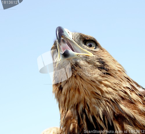 Image of Eagle head