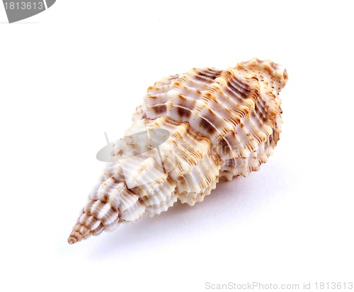 Image of Sea shell