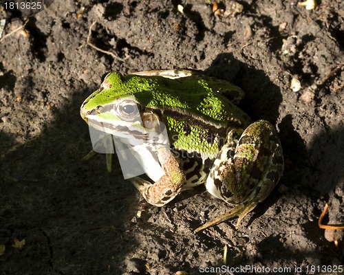 Image of Frog Closeup