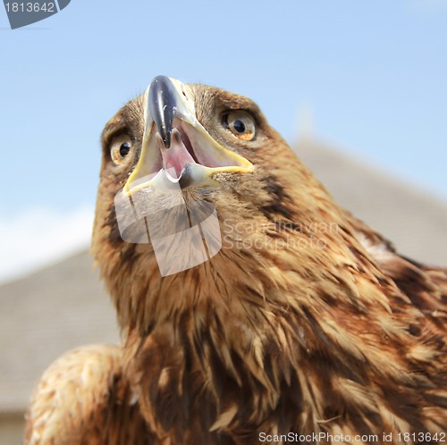 Image of Eagle head