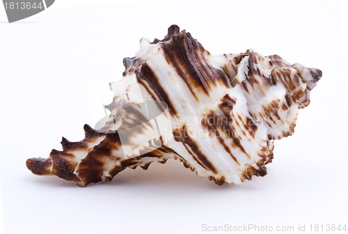 Image of Sea shell