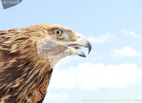 Image of Eagle head