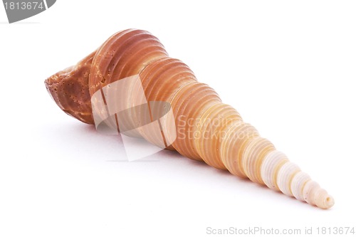 Image of Sea shell