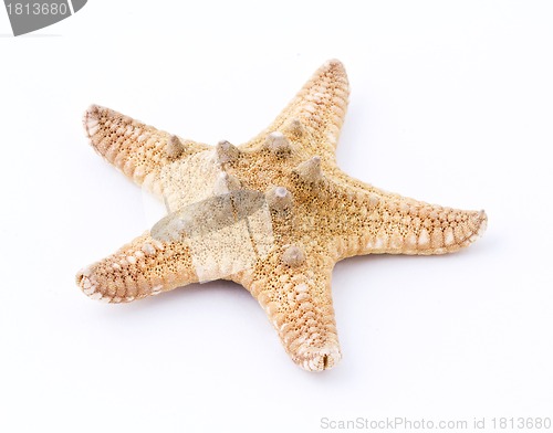 Image of Sea star