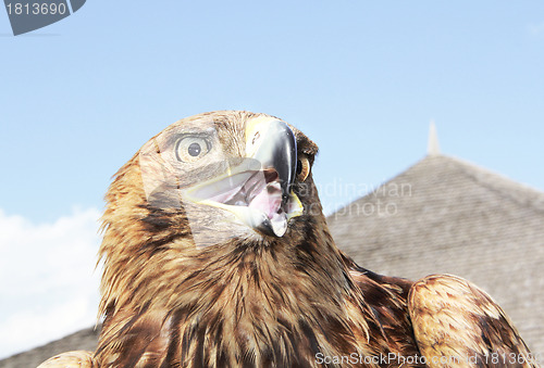 Image of Eagle head