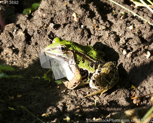 Image of Frog Closeup